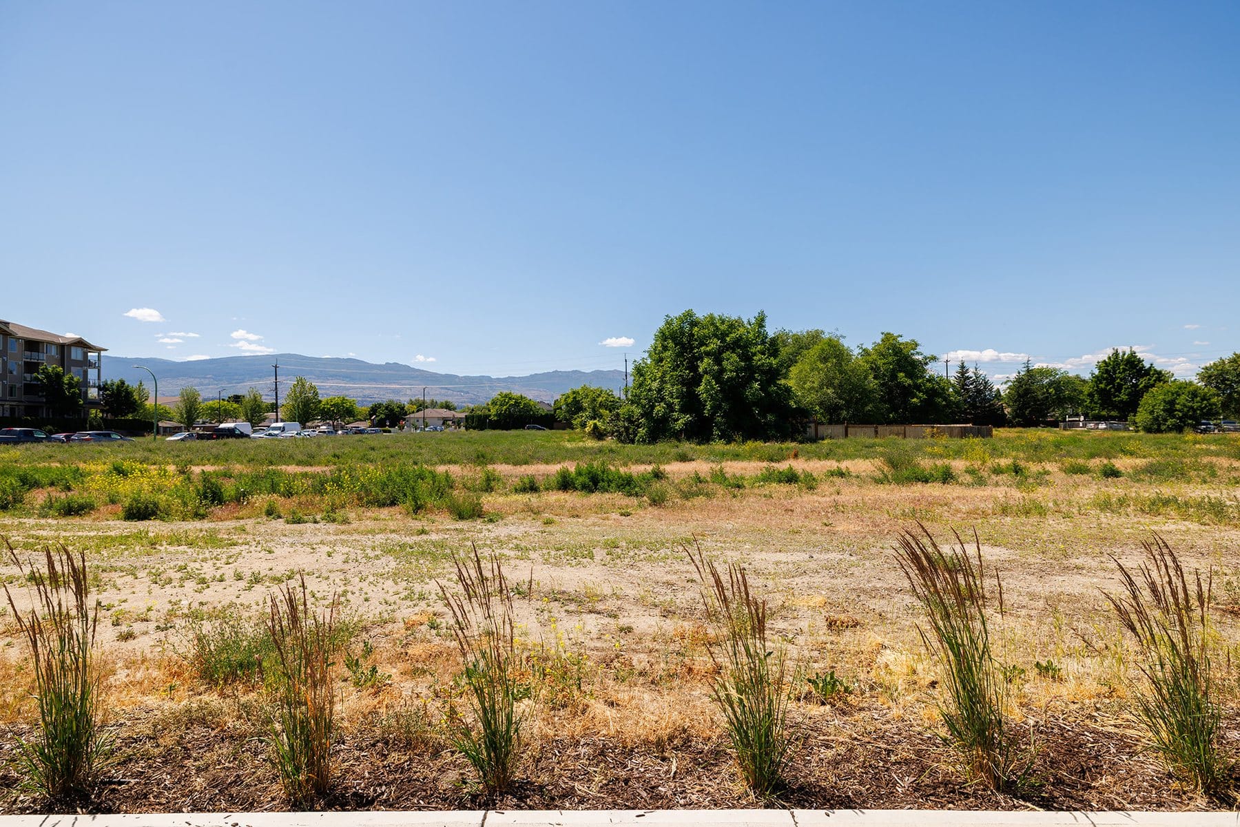 The field in front of the row, with the mountains beyond